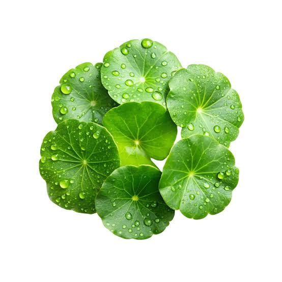 Centella Asiatica Extracts